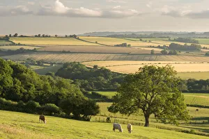 Expansive Gallery: Rural view of rolling countryside with grazing cattle, near Frome, Somerset, UK. July 2014
