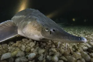 Russian sturgeon (Acipenser gueldenstaedtii), albino, resting on lake bed, private lake, Moscow region, Russia Russian sturgeon (Acipenser gueldenstaedtii), albino, resting on lake bed, private lake, Moscow region, Russia