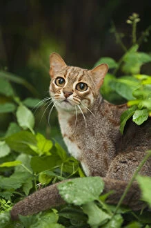 Images Dated 9th September 2010: Rusty-spotted cat (Prionailurus rubininosus phillipsi) captive, occurs in Sri Lanka