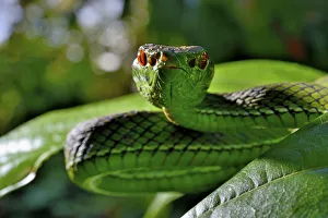 Sabah pit viper (Trimeresurus sabahi) portrait, Siberut island. West Sumatra Sabah pit viper (Trimeresurus sabahi) portrait, Siberut island. West Sumatra