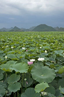Proteales Gallery: Sacred lotus (Nelumbo nucifera) flowering in Puzhehai Lake with peaks in background