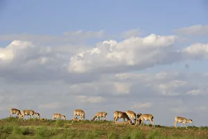 Saiga antelope (Saiga tatarica) herd at salt lick, Cherniye Zemli (Black Earth Saiga antelope (Saiga tatarica) herd at salt lick, Cherniye Zemli (Black Earth