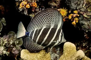 January 2023 Highlights Gallery: Sailfin tang (Zebrasoma veliferum) on coral reef at night, Indonesia, Indo-Pacific