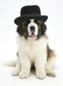 Saint Bernard puppy, wearing a black hat Saint Bernard puppy, wearing a black hat