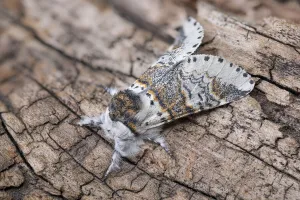Sallow kitten moth (Furcula furcula), Peak District National Park, Derbyshire, UK. August Sallow kitten moth (Furcula furcula), Peak District National Park, Derbyshire, UK. August