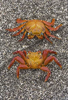 Sally lightfoot crabs (Grapsus grapsus) on the beach at Puerto Egas, Santiago Island Sally lightfoot crabs (Grapsus grapsus) on the beach at Puerto Egas, Santiago Island