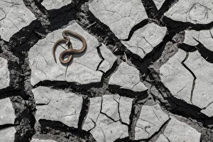 Images Dated 22nd April 2014: Salmon-bellied racer snake (Mastigodryas melanolomus) resting on cracked mud, Palo