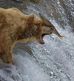 Salmon landing on head of Grizzly bear (Ursus arctos horribilis) as it is leaping up rapids Salmon landing on head of Grizzly bear (Ursus arctos horribilis) as it is leaping up rapids