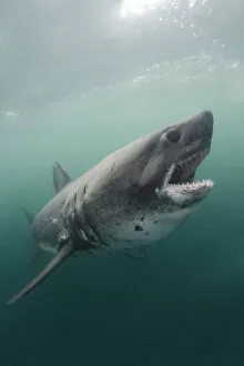 Elasmobranch Gallery: Salmon shark (Lamna ditropis). Port Fidalgo, Alaska, USA. July