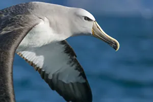 Salvins albatross (Thalassarche salvini) flying at sea, closeup of head. Kaikoura Salvins albatross (Thalassarche salvini) flying at sea, closeup of head. Kaikoura