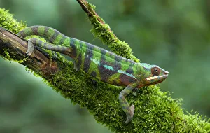 Sambava Panther Chameleon (Furcifer pardalis), Eastern Madagascer, controlled conditions Sambava Panther Chameleon (Furcifer pardalis), Eastern Madagascer, controlled conditions