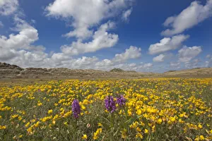 Images Dated 20th April 2011: Sand dunes covered in flowering plants including Yellow horned poppy (Glaucium flavum