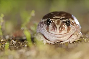 Sand frog (Heleioporus psammophilus) portrait. Leeuwin-Naturaliste National Park Sand frog (Heleioporus psammophilus) portrait. Leeuwin-Naturaliste National Park