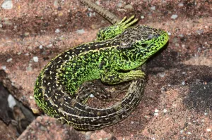 Sand lizard (Lacerta agilis) male basking. Dorset, England, UK, May Sand lizard (Lacerta agilis) male basking. Dorset, England, UK, May