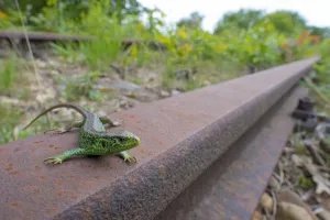 Sand lizard (Lacerta agilis) male on disused railway, wide angle view, the Netherlands Sand lizard (Lacerta agilis) male on disused railway, wide angle view, the Netherlands