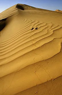 Sand Viper (Cerastes vipera) side winding across sand dunes, near Chingueti, Mauritania Sand Viper (Cerastes vipera) side winding across sand dunes, near Chingueti, Mauritania