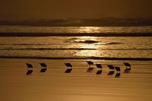 Sandpipers Gallery: 