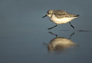 Sandpipers Gallery: Green Sandpiper Collection