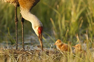 Images Dated 30th May 2014: Sandhill crane ( Grus canadensis) with two newly hatched chicks on a nest in a flooded pasture