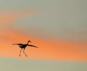 Images Dated 1st December 2012: Sandhill crane (Grus canadensis) landing at sunset