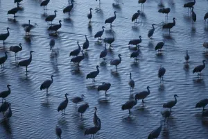 Sandhill Cranes (Grus canadensis) roosting in the Platte River during their northward Sandhill Cranes (Grus canadensis) roosting in the Platte River during their northward