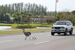 Sandhill cranes (Grus canadensis) (Florida race), adult with two small chicks crossing Sandhill cranes (Grus canadensis) (Florida race), adult with two small chicks crossing