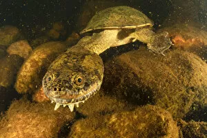 Riverbed Gallery: Sandstone long-necked turtle (Chelodina burrungandjii) actively foraging at night
