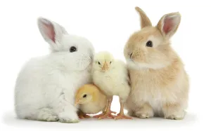 What's New: Easter Collection
