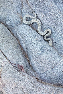 Volcanic Rocks Gallery: Santa Catalina Island rattlesnake (Crotalus catalinensis), only rattlesnake without rattle