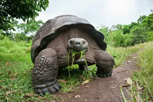 Reptile Collection: Santa Cruz Galapagos tortoise (Chelonoidis nigra porteri) feeding on grass, Santa Cruz Highlands