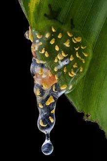 Sarayacu clownfrog (Dendropsophus sarayacuensis) with its clutch of eggs developing Sarayacu clownfrog (Dendropsophus sarayacuensis) with its clutch of eggs developing