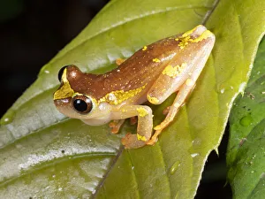 Sarayacu treefrog (Dendropsophus sarayacuensis) male, calling Sarayacu treefrog (Dendropsophus sarayacuensis) male, calling