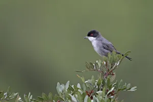 Sardinian warbler (Sylvia melanocephala) Sierra de Andujar Jaen Andalucia, Spain, April Sardinian warbler (Sylvia melanocephala) Sierra de Andujar Jaen Andalucia, Spain, April