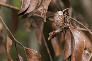 Satanic leaf-tailed gecko (Uroplatus phantasticus) on twig Satanic leaf-tailed gecko (Uroplatus phantasticus) on twig
