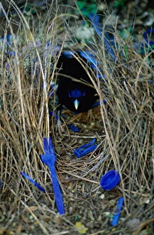 Satin Bowerbird Gallery: Satin bowerbird male at bower decorated with blue objects to attract mate, Lamington NP