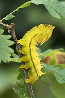 Saturniid moth (Eacles ormondei) caterpillar, Izabal, Guatemala, Central America Saturniid moth (Eacles ormondei) caterpillar, Izabal, Guatemala, Central America