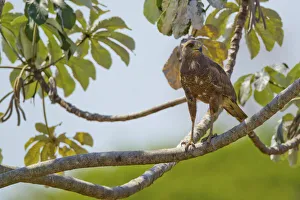 Savanna hawk (Heterospizias meridionalis) perching on branch, Pocone, Brazil Savanna hawk (Heterospizias meridionalis) perching on branch, Pocone, Brazil