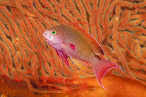 Scalefin anthias / Scalefin basslet (Pseudanthias squamipinnis), in front of a gorgonian sea fan (Gorgonia sp) Scalefin anthias / Scalefin basslet (Pseudanthias squamipinnis), in front of a gorgonian sea fan (Gorgonia sp)
