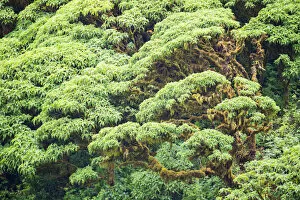 Asterales Gallery: Scalesia pedunculata forest, Cerro Crocker Region, Santa Cruz Island, Galapagos