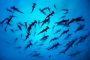 Chondrichthyes Gallery: Scalloped hammerhead shark shoal (Sphyrna lewini) Wolf Island, Galapagos