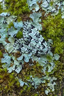Scarce Merveille du Jour moth (Moma alpium) camouflaged against lichen,Beetzseeheide Scarce Merveille du Jour moth (Moma alpium) camouflaged against lichen,Beetzseeheide