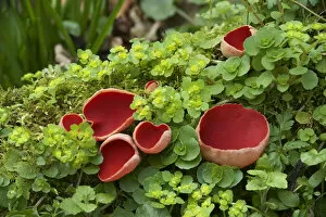 Sarcoscyphaceae Gallery: Scarlet elf cup fungus (Sarcoscypha coccinea) amongst Opposite-leaved golden-saxifrage