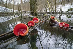 Pezizales Gallery: Scarlet elf cup fungus (Sarcoscypha coccinea) growing on dead branches floating in an