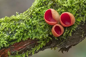 Pezizomycetes Gallery: Scarlet elf cup (Sarcoscypha coccinea) Clare Glen, Tandragee, County Armagh