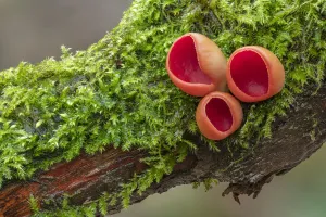 Sarcoscyphaceae Gallery: Scarlet elf cup (Sarcoscypha coccinea) Clare Glen, Tandragee, County Armagh