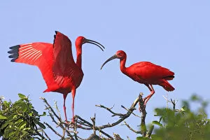 Scarlet ibis (Eudocimus ruber), two birds perched on bushes, Coro, Venezuela. Small repro only