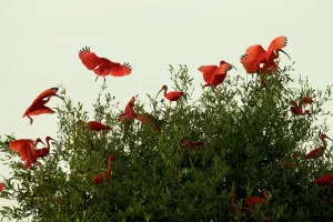 Scarlet Ibises (Eudocimus ruber) flying onto the top of a mangrove tree in the Orinoco River Delta, Venezuela Scarlet Ibises (Eudocimus ruber) flying onto the top of a mangrove tree in the Orinoco River Delta, Venezuela