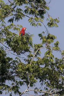 Scarlet macaw (Ara macao) perched on a branch above a claylick. Tambopata National Reserve Scarlet macaw (Ara macao) perched on a branch above a claylick. Tambopata National Reserve