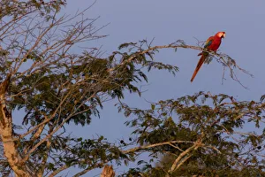 Scarlet Macaw (Ara macao) perched on a branch at sunset. Tambopata National Reserve Scarlet Macaw (Ara macao) perched on a branch at sunset. Tambopata National Reserve