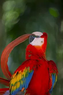Scarlet Macaw Collection: Scarlet Macaw (Ara macao) preening tail feather, Pantanal, Brazil
